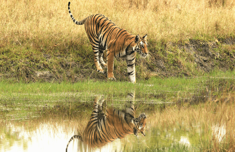 Bandhavgarh National Park