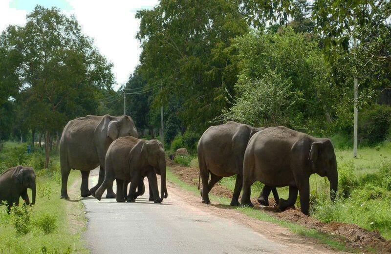 Bandipur National Park