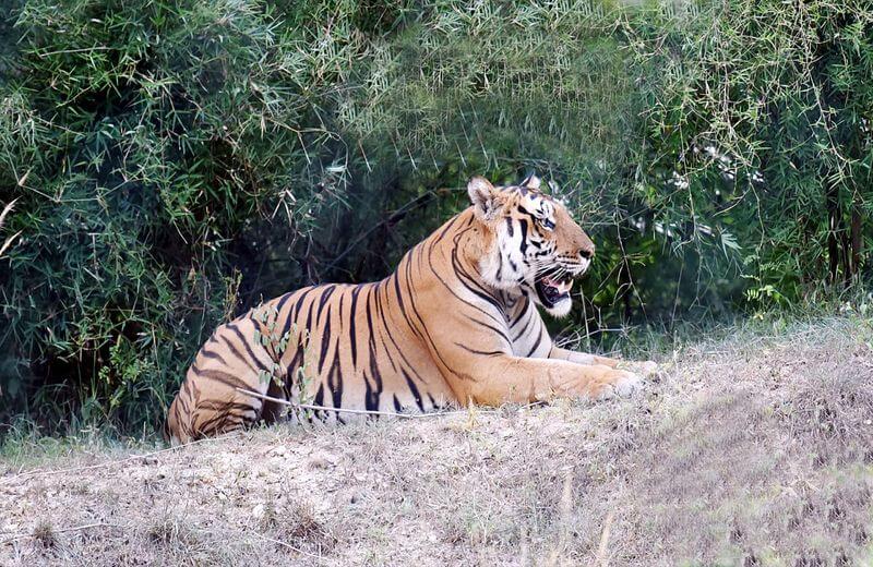 Bannerghatta National Park Safari, Facts, Entry Fees, Timings