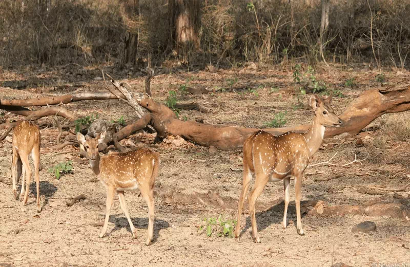 Bir Moti Bagh National Park