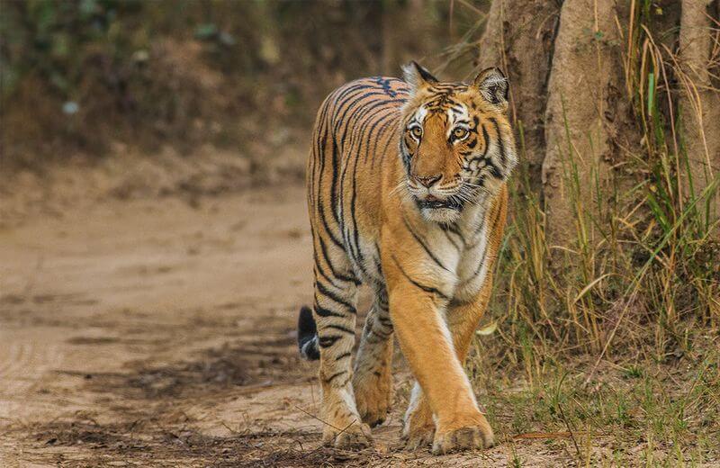 Corbett National Park