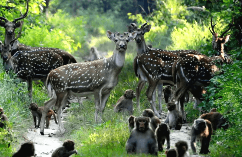 Dudhwa National Park