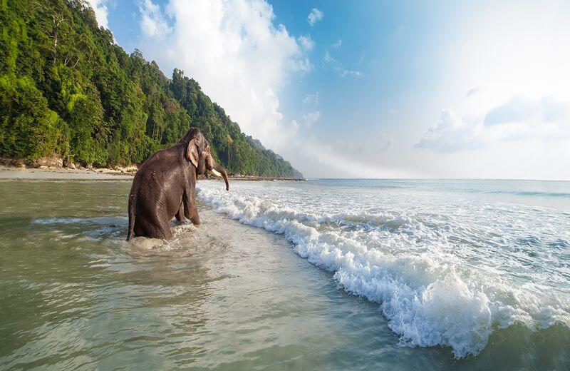 Elephant Beach In Andaman & Nicobar