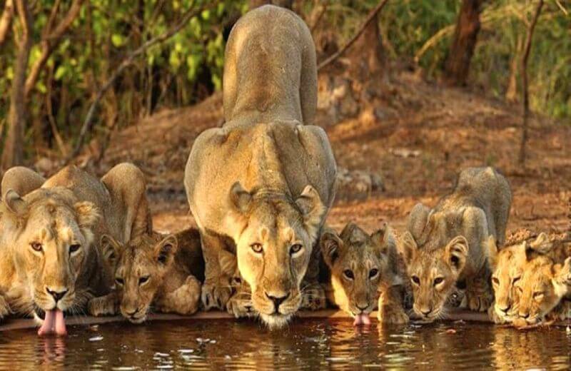 Gir National Park