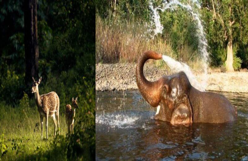 Gugamal National Park