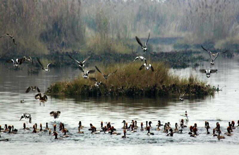 Harike Wetland