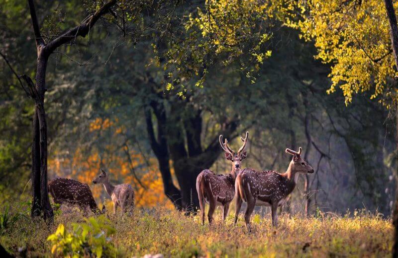Best National Parks In Madhya Pradesh