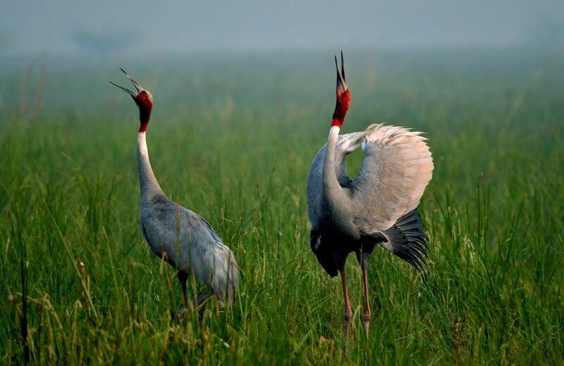 Keoladeo Ghana National Park