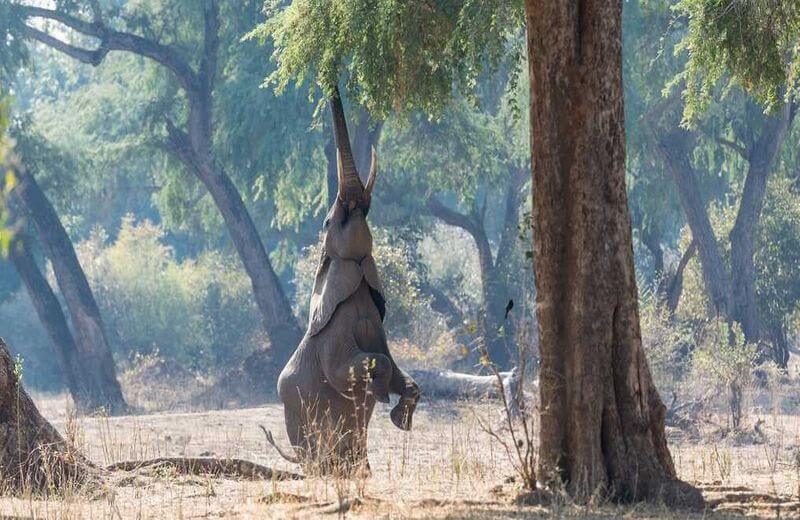 Manas National Park