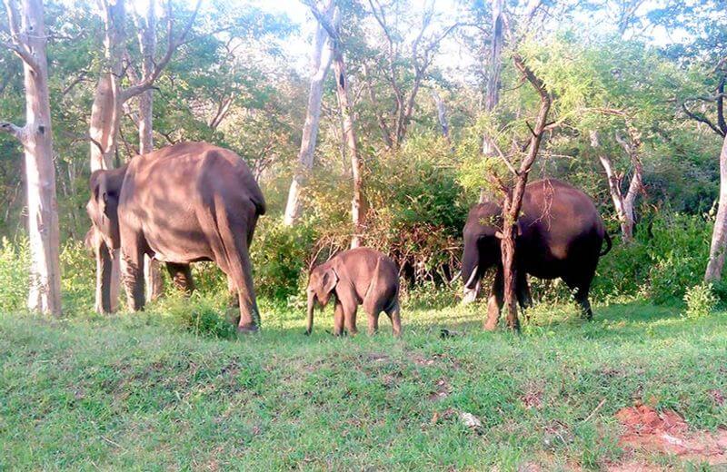 Mudumalai National Park