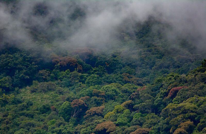 Pampadum Shola National Park