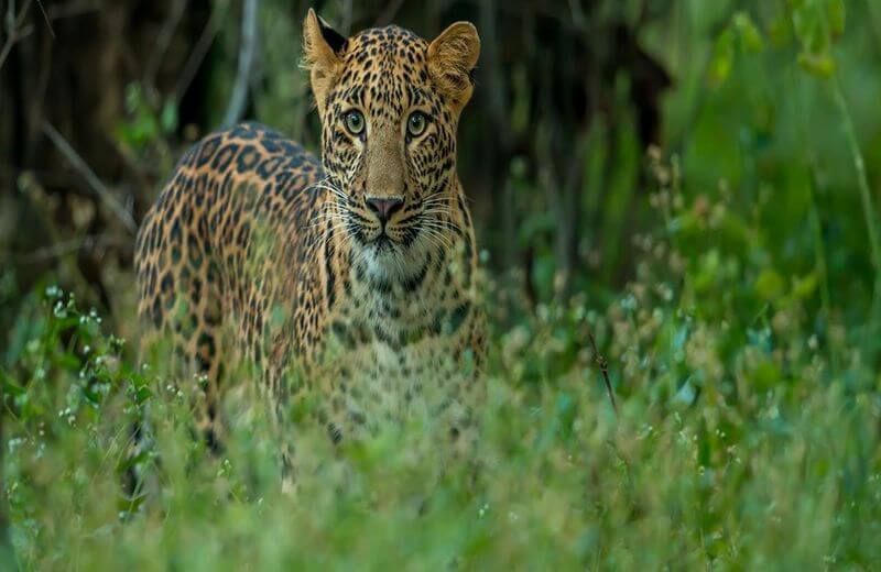 Panna National Park