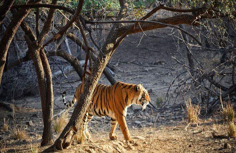 Ranthambore National Park