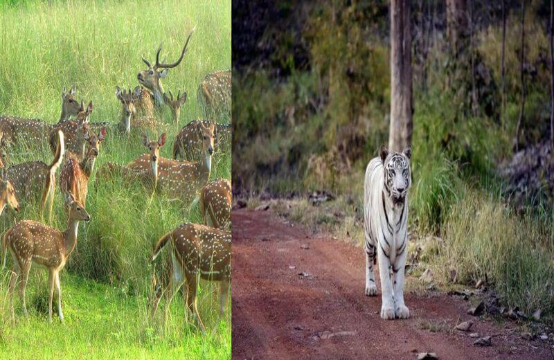 Sanjay National Park