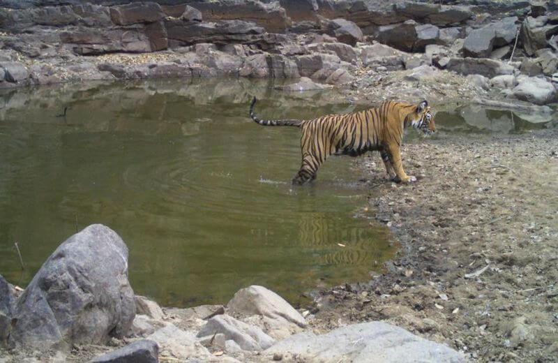 Sariska Tiger Reserve National Park