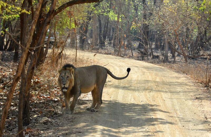 popular wildlife sanctuary in Gujarat, India