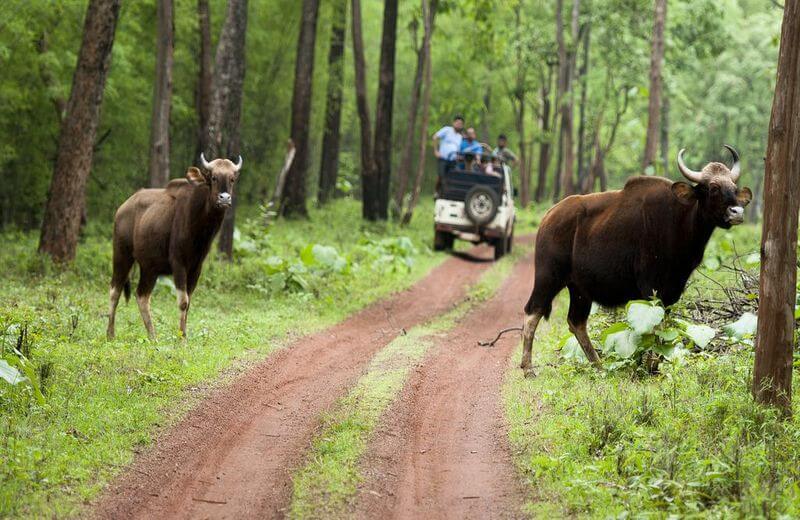 Tadoba Andhari National Park