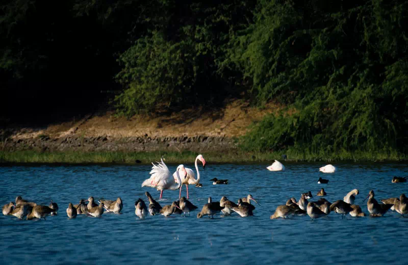 thol lake bird sanctuary