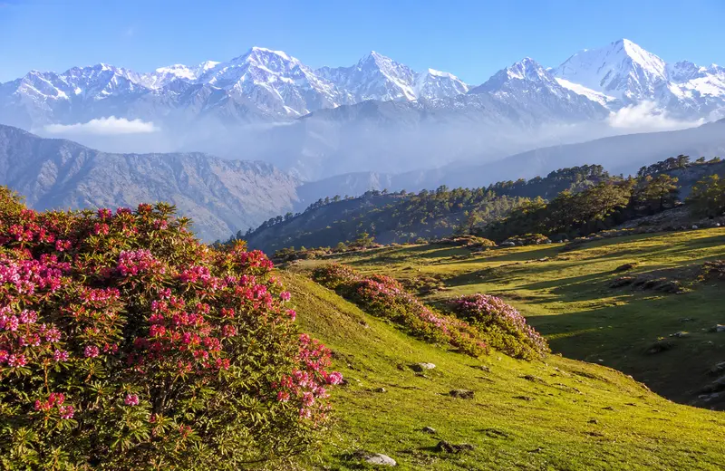Chopta Uttarakhand meadows, the Mini Switzerland of India, with rhododendron slopes and snow-capped 
