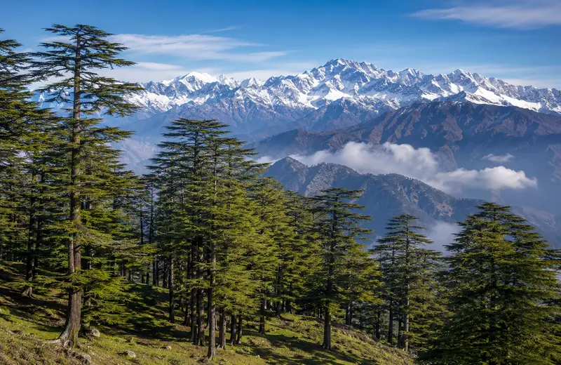 Deoban deodar forest in Chakrata, a hidden hill station near Delhi, with Himalayan peaks