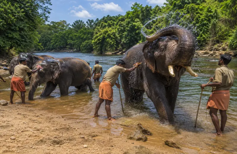 Elephants being bathed by mahouts on the banks of the Kaveri River at Dubare Elephant Camp, Coorg