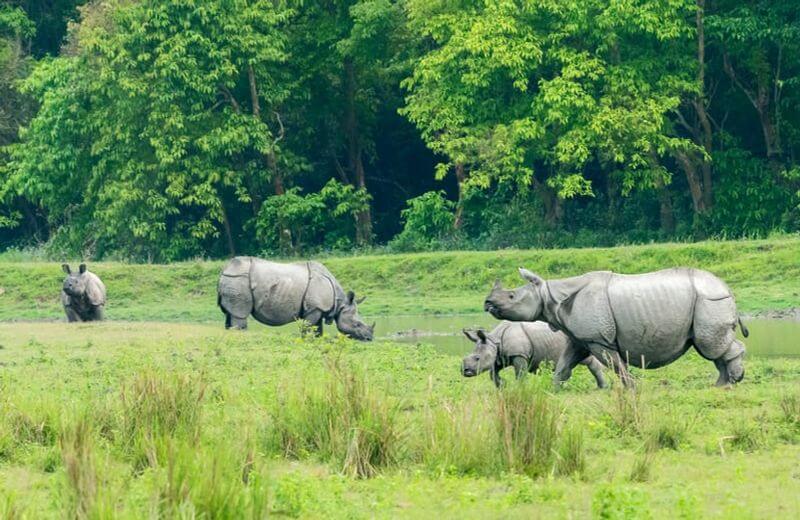 Top 5 National Park In Assam And Their Location