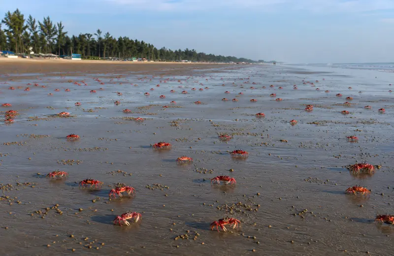 Red crabs on Mandarmani beach, West Bengal.
