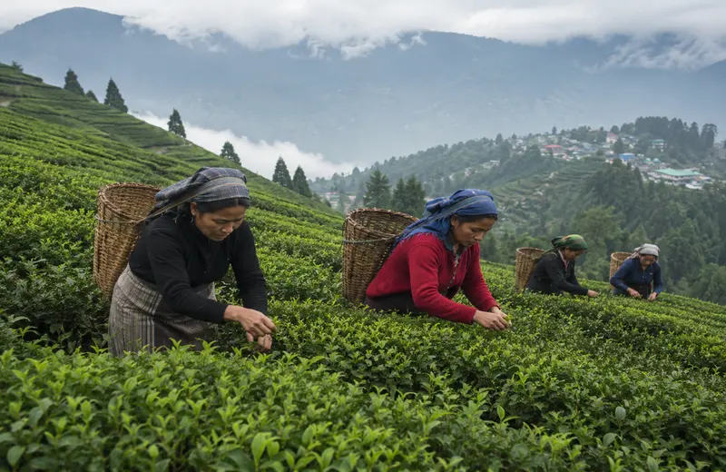 Women hand-picking tea leaves in a misty Darjeeling hillside tea garden.