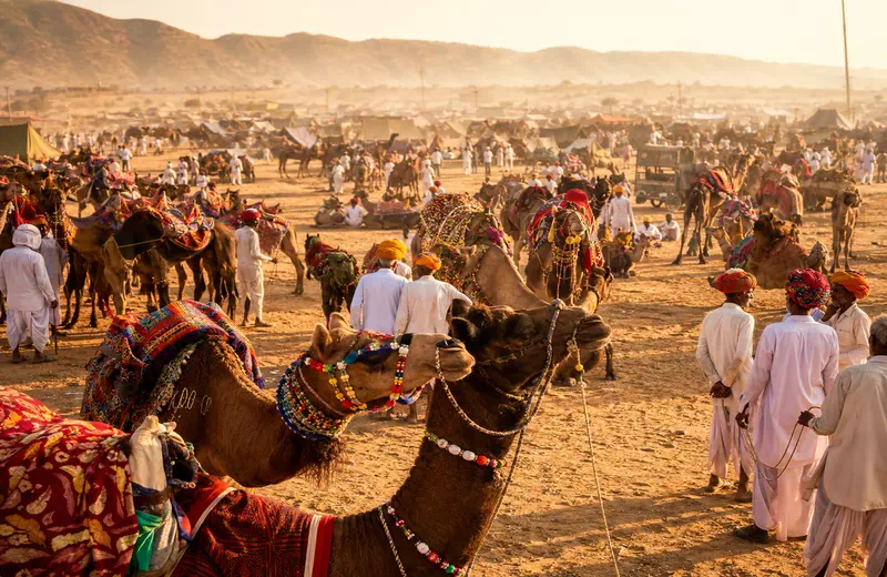 Decorated camels and traders gathered at the Pushkar Camel Fair in the Rajasthan desert