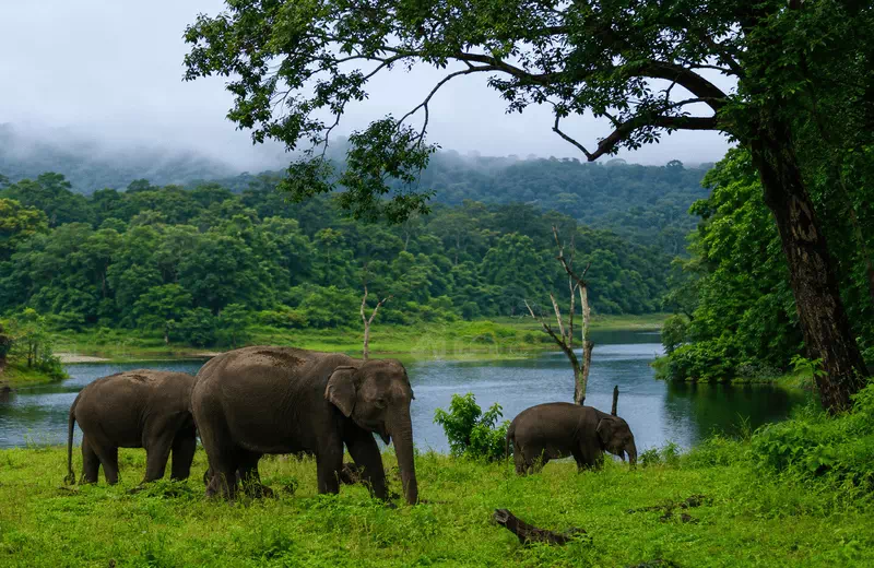 National Parks in Kerala for Nature Lovers and Wildlife Enthusiasts
