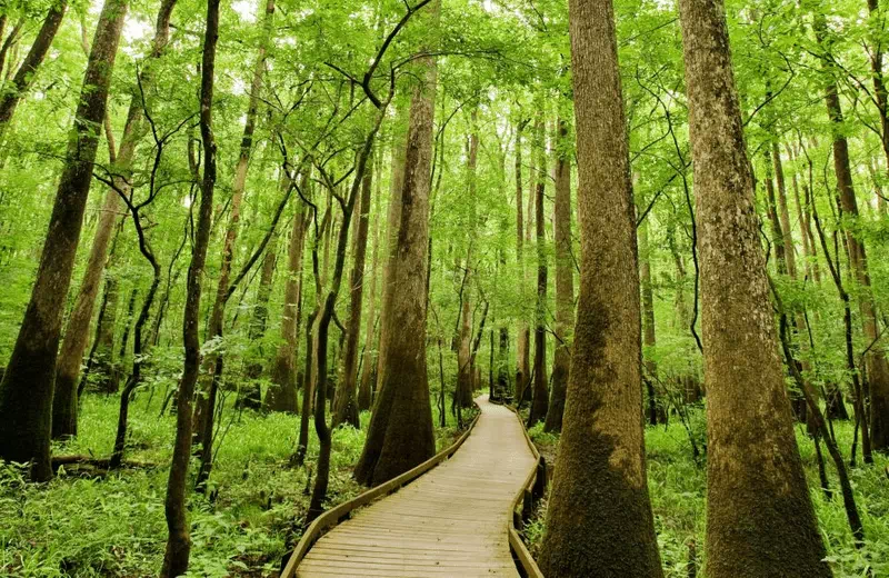 Congaree National Park