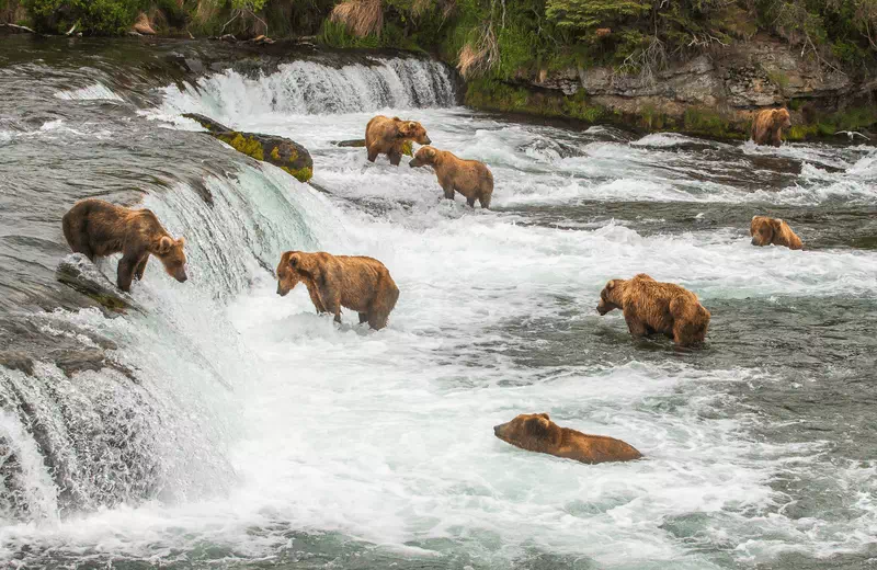 katmai national park brooks falls