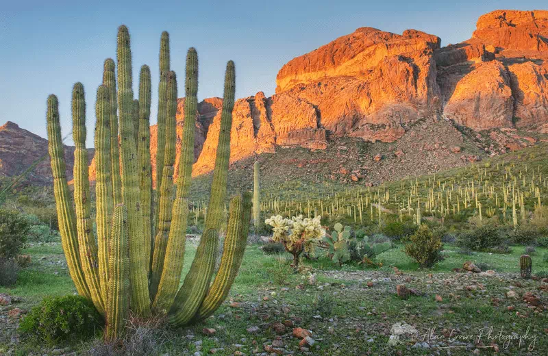 Organ Pipe Cactus National Monument