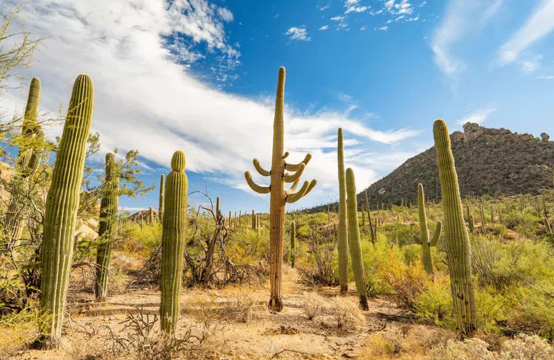 Saguaro National Park