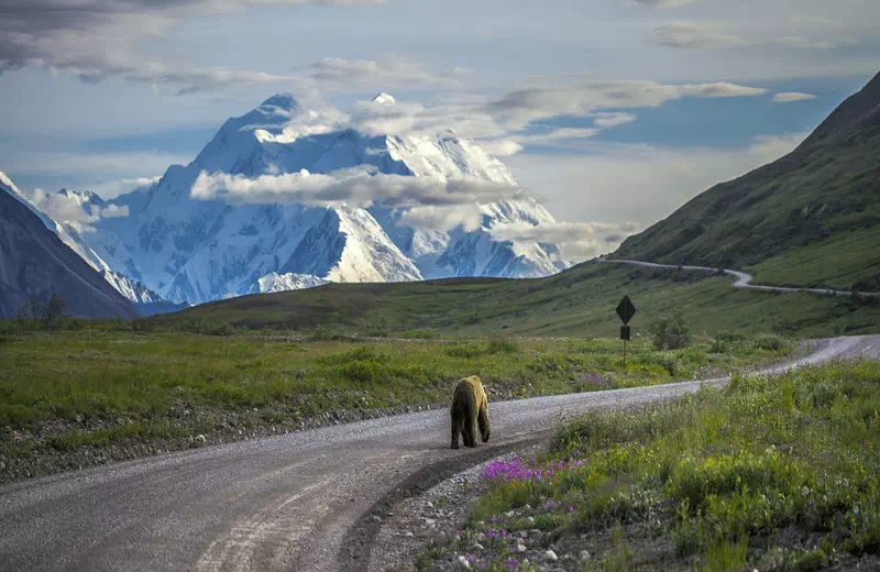 Denali National Park Adventure