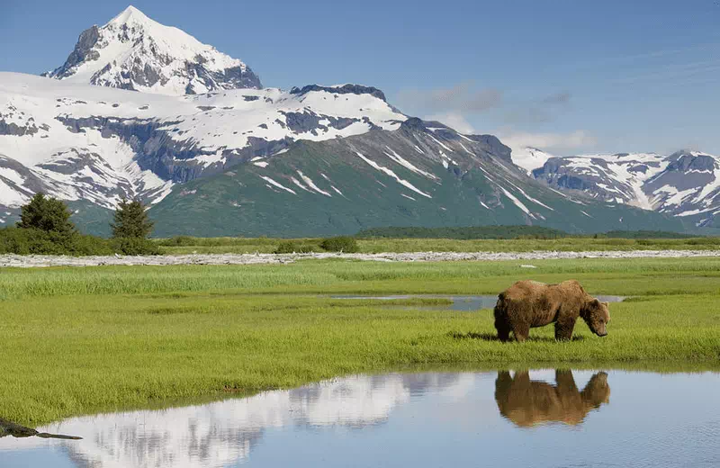 katmai national park animals