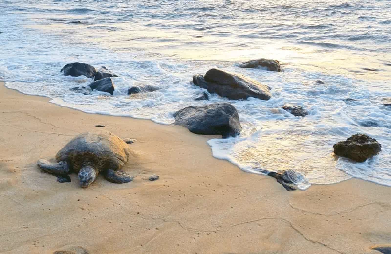 Laniakea Beach