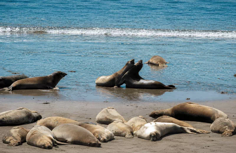 Elephant seals at Piedras Blancas, a popular day trip from Pismo Beach, California.