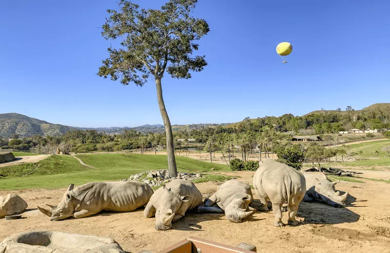 Magic of Zoos in San Diego: