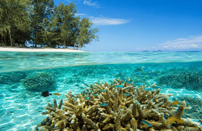 Snorkeling on Koh Kradan's coral reef in Trang Province, Thailand, showing staghorn corals and tropi