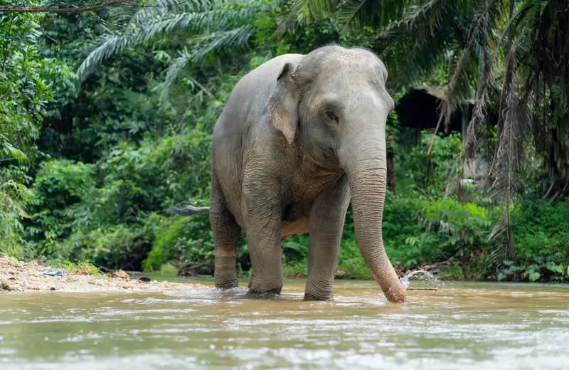 Volunteer with Elephants in Chiang Rai Short Term Ethical Travel Programs