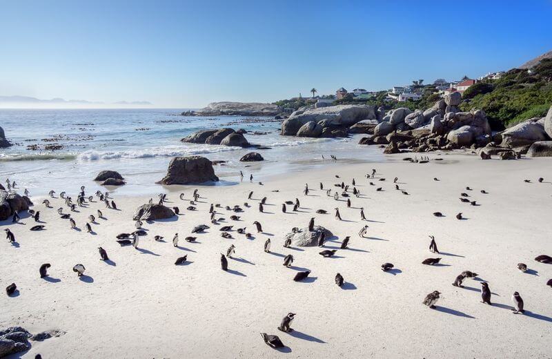 Boulders Beach, South Africa