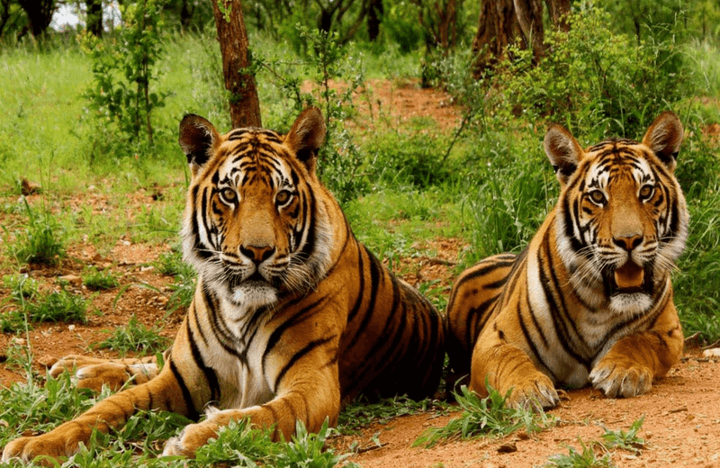 Corbett National Park