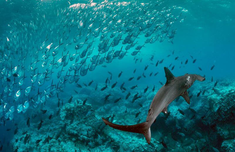 Galapagos Marine Reserve in Ecuador