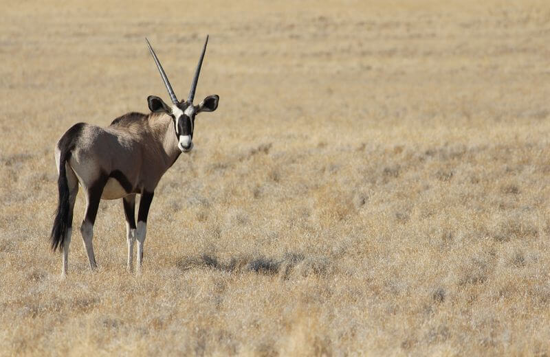 Namib Naukluft Park