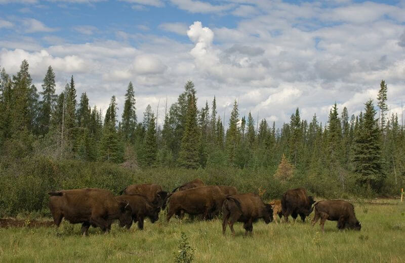 Wood Buffalo National Park