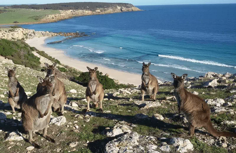 Kangaroo Island