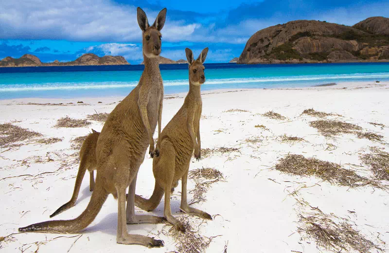 A Guide to Kangaroo Island's Stunning Natural Beauty