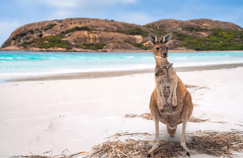 Lucky Bay Western Australia