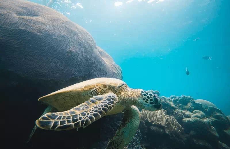 Wildlife Around Whitehaven Beach